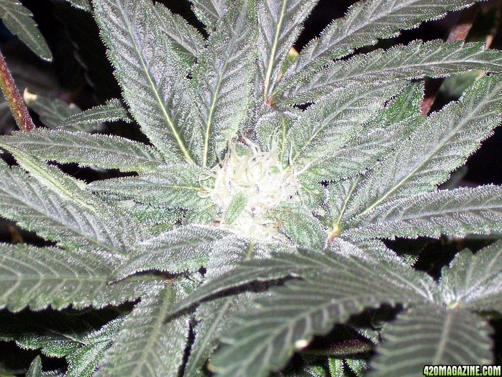 KingJohnC_s_Green_Sun_LED_Lights_Znet4_Aeroponic_Indoor_Grow_Journal_and_Review_2014-12-13_-_095.JPG
