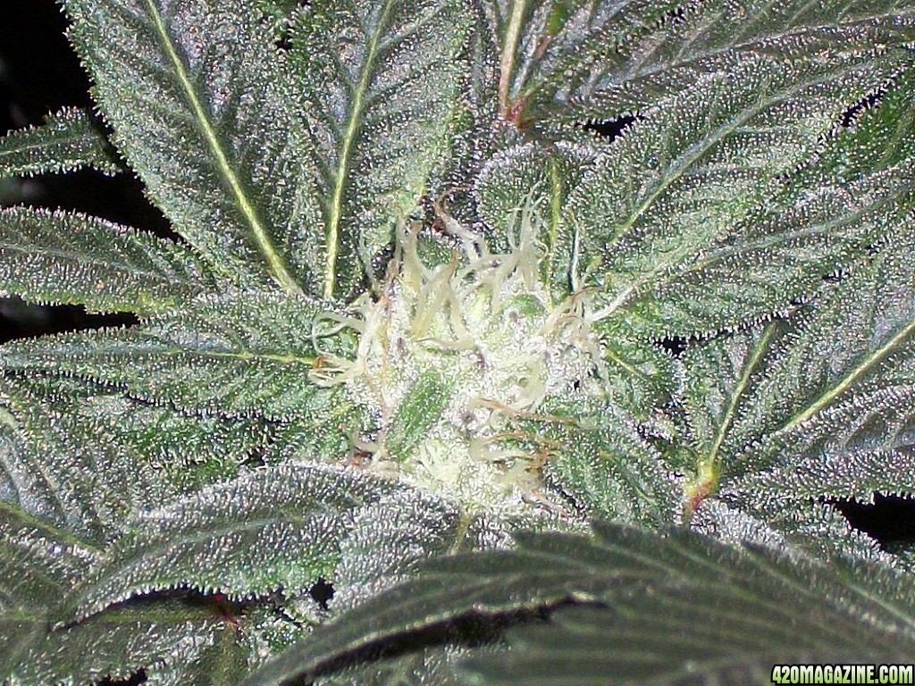KingJohnC_s_Green_Sun_LED_Lights_Znet4_Aeroponic_Indoor_Grow_Journal_and_Review_2014-12-13_-_096.JPG