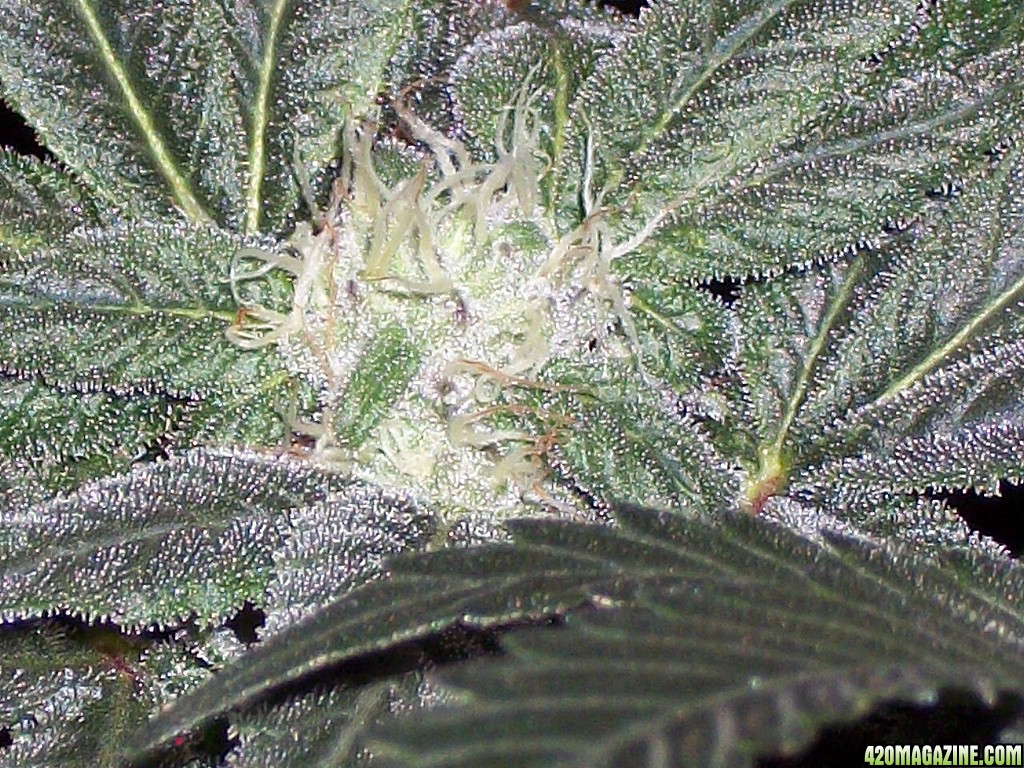 KingJohnC_s_Green_Sun_LED_Lights_Znet4_Aeroponic_Indoor_Grow_Journal_and_Review_2014-12-13_-_097.JPG