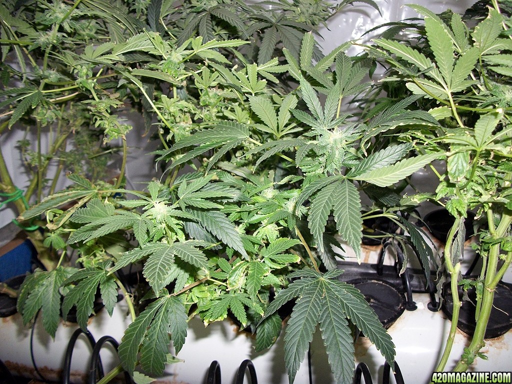 KingJohnC_s_Green_Sun_LED_Lights_Znet4_Aeroponic_Indoor_Grow_Journal_and_Review_2014-12-13_-_098.JPG
