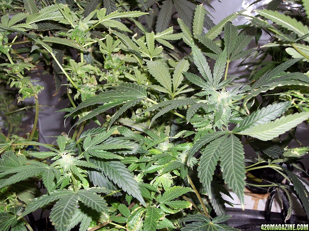 KingJohnC_s_Green_Sun_LED_Lights_Znet4_Aeroponic_Indoor_Grow_Journal_and_Review_2014-12-13_-_099.JPG