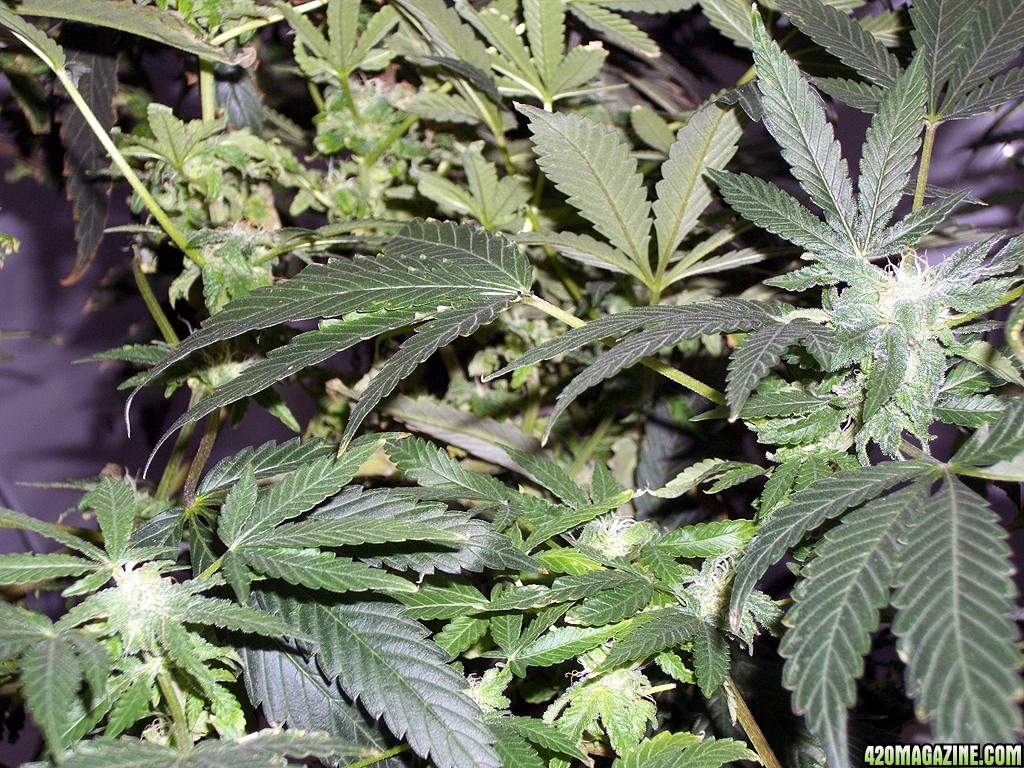 KingJohnC_s_Green_Sun_LED_Lights_Znet4_Aeroponic_Indoor_Grow_Journal_and_Review_2014-12-13_-_100.JPG