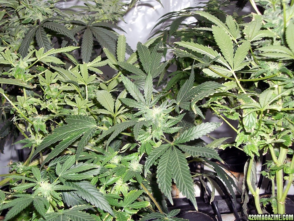 KingJohnC_s_Green_Sun_LED_Lights_Znet4_Aeroponic_Indoor_Grow_Journal_and_Review_2014-12-13_-_101.JPG