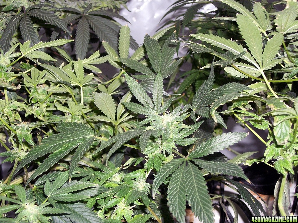 KingJohnC_s_Green_Sun_LED_Lights_Znet4_Aeroponic_Indoor_Grow_Journal_and_Review_2014-12-13_-_102.JPG