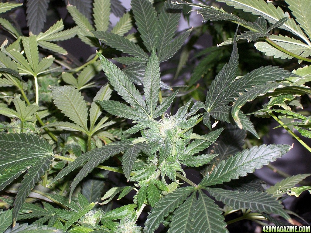 KingJohnC_s_Green_Sun_LED_Lights_Znet4_Aeroponic_Indoor_Grow_Journal_and_Review_2014-12-13_-_103.JPG