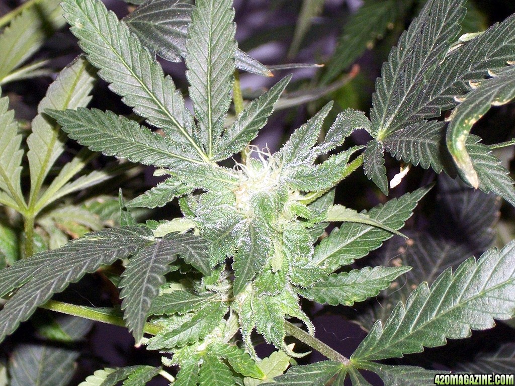 KingJohnC_s_Green_Sun_LED_Lights_Znet4_Aeroponic_Indoor_Grow_Journal_and_Review_2014-12-13_-_104.JPG
