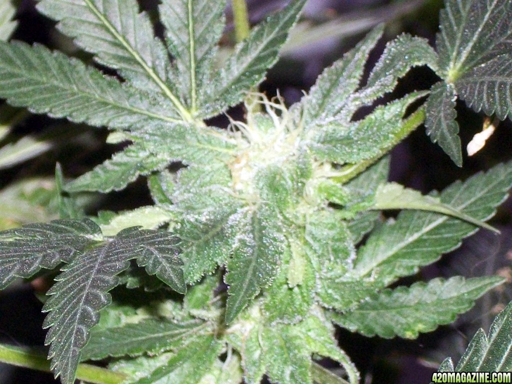 KingJohnC_s_Green_Sun_LED_Lights_Znet4_Aeroponic_Indoor_Grow_Journal_and_Review_2014-12-13_-_105.JPG
