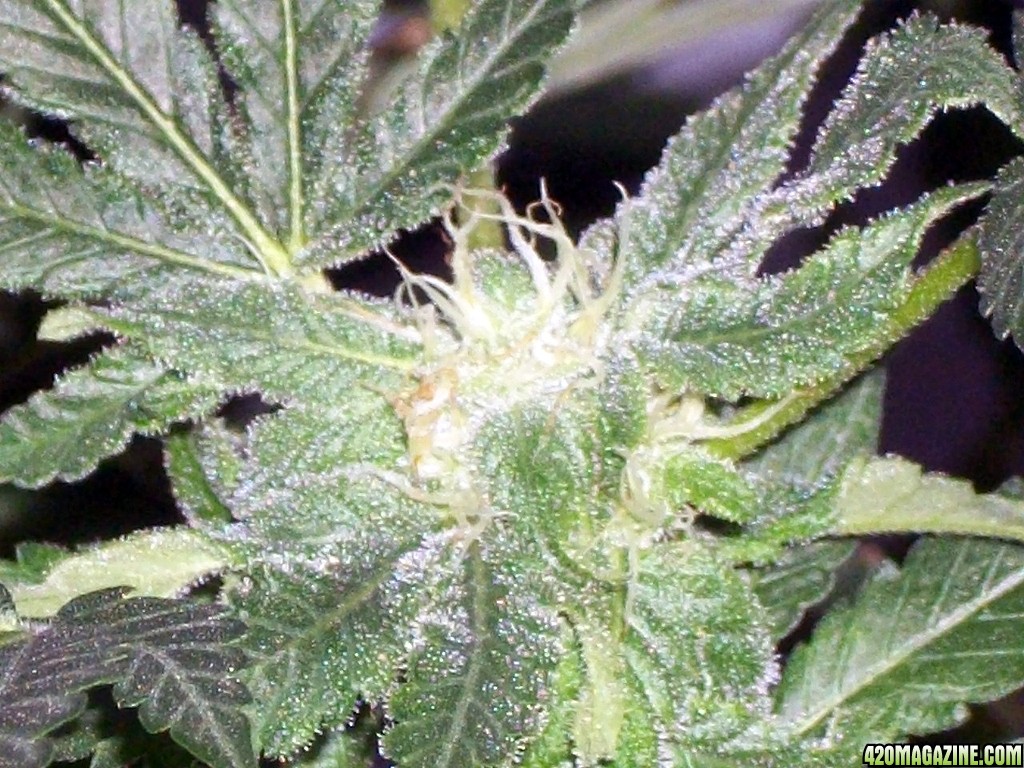 KingJohnC_s_Green_Sun_LED_Lights_Znet4_Aeroponic_Indoor_Grow_Journal_and_Review_2014-12-13_-_106.JPG
