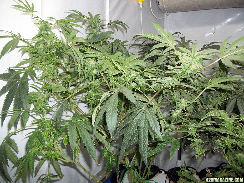 KingJohnC_s_Green_Sun_LED_Lights_Znet4_Aeroponic_Indoor_Grow_Journal_and_Review_2014-12-13_-_107.JPG