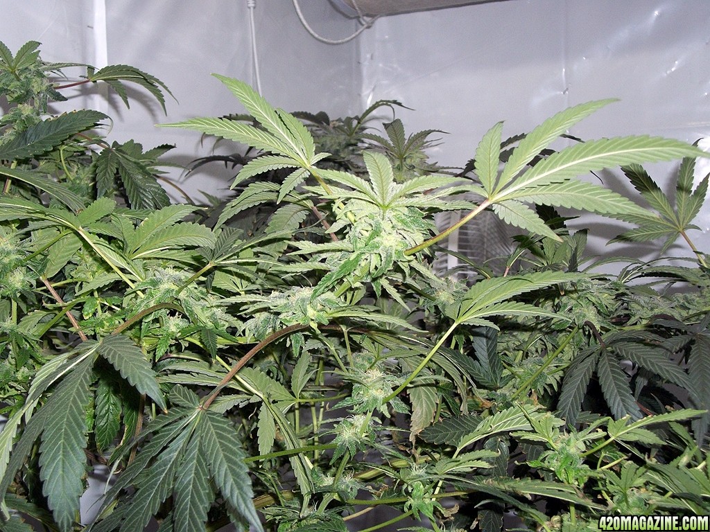 KingJohnC_s_Green_Sun_LED_Lights_Znet4_Aeroponic_Indoor_Grow_Journal_and_Review_2014-12-13_-_108.JPG