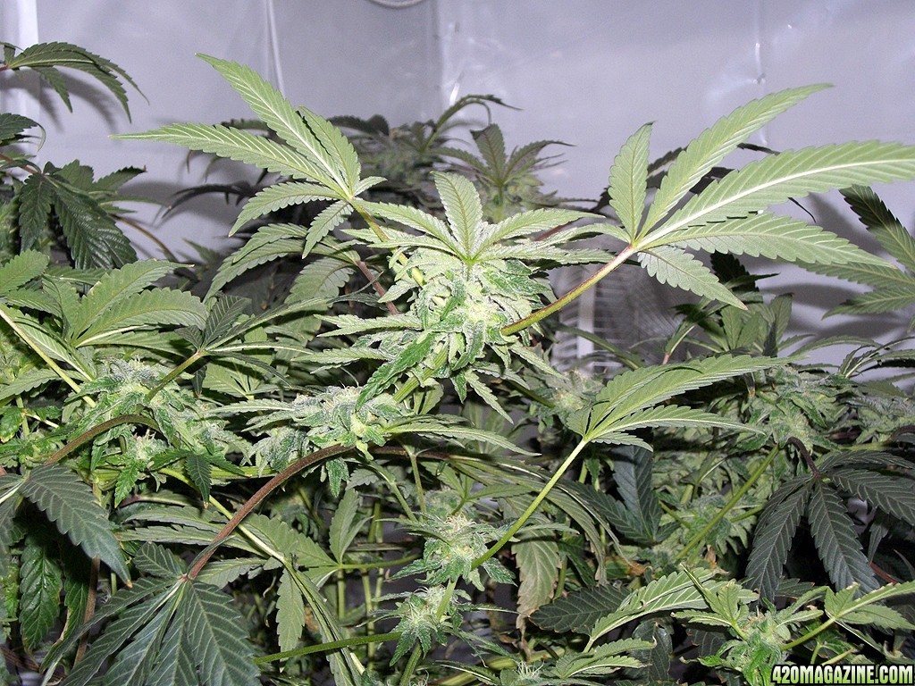 KingJohnC_s_Green_Sun_LED_Lights_Znet4_Aeroponic_Indoor_Grow_Journal_and_Review_2014-12-13_-_109.JPG