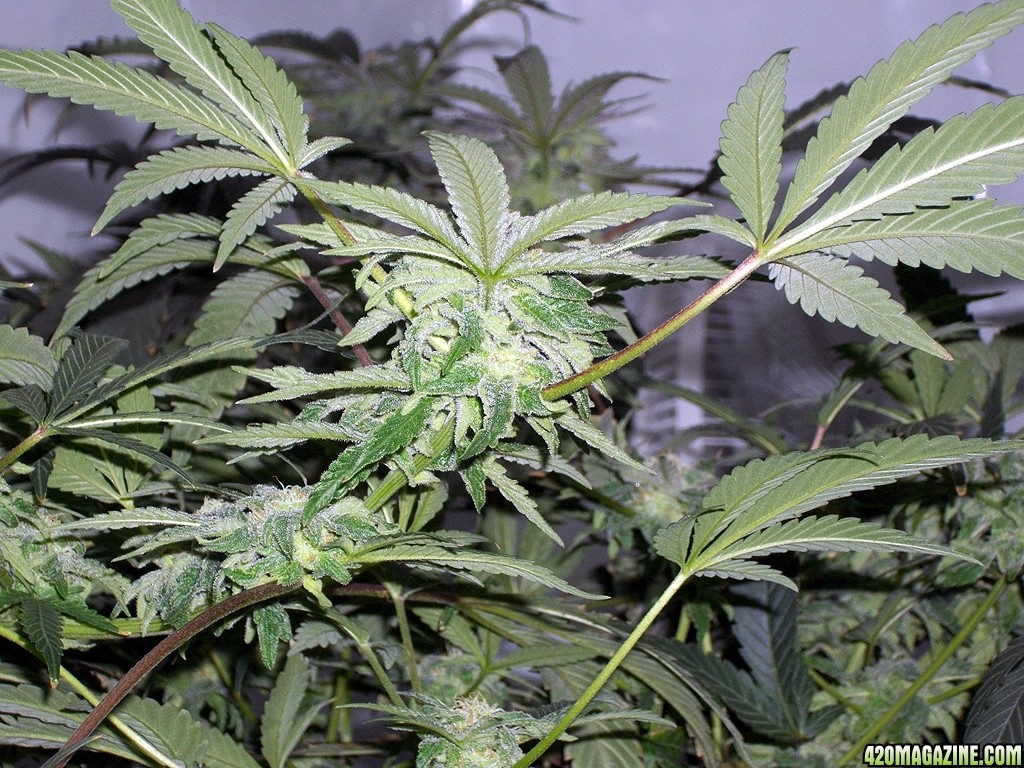 KingJohnC_s_Green_Sun_LED_Lights_Znet4_Aeroponic_Indoor_Grow_Journal_and_Review_2014-12-13_-_110.JPG