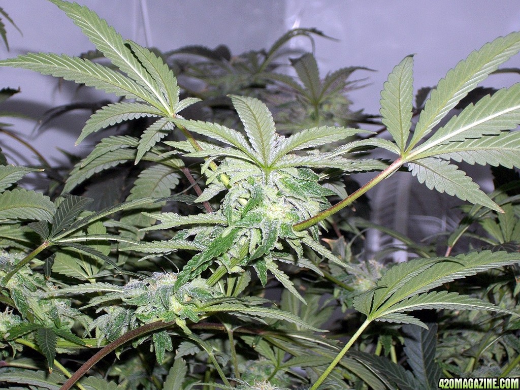 KingJohnC_s_Green_Sun_LED_Lights_Znet4_Aeroponic_Indoor_Grow_Journal_and_Review_2014-12-13_-_111.JPG