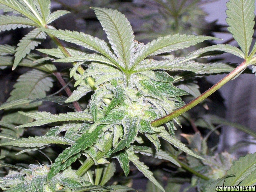 KingJohnC_s_Green_Sun_LED_Lights_Znet4_Aeroponic_Indoor_Grow_Journal_and_Review_2014-12-13_-_112.JPG