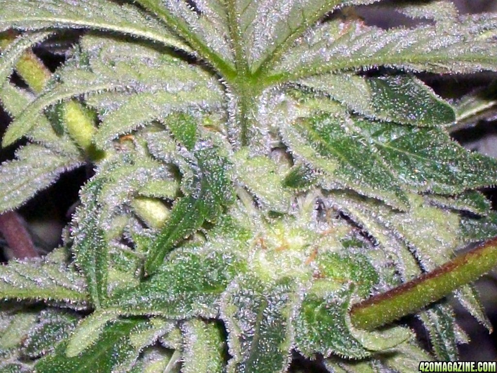 KingJohnC_s_Green_Sun_LED_Lights_Znet4_Aeroponic_Indoor_Grow_Journal_and_Review_2014-12-13_-_114.JPG
