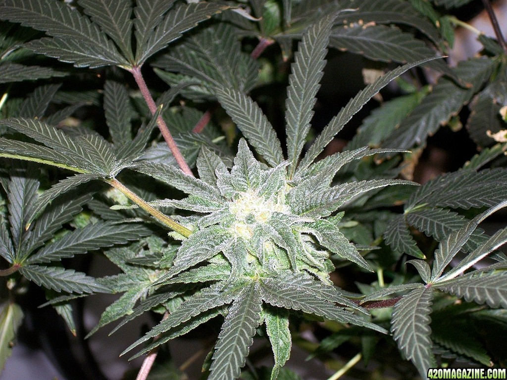KingJohnC_s_Green_Sun_LED_Lights_Znet4_Aeroponic_Indoor_Grow_Journal_and_Review_2014-12-13_-_115.JPG