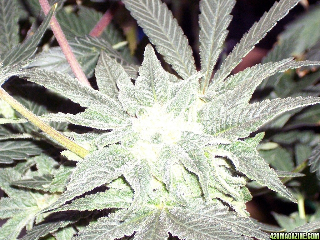 KingJohnC_s_Green_Sun_LED_Lights_Znet4_Aeroponic_Indoor_Grow_Journal_and_Review_2014-12-13_-_116.JPG