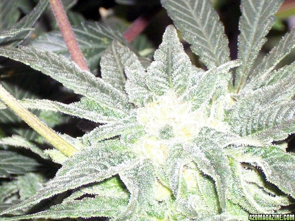 KingJohnC_s_Green_Sun_LED_Lights_Znet4_Aeroponic_Indoor_Grow_Journal_and_Review_2014-12-13_-_117.JPG