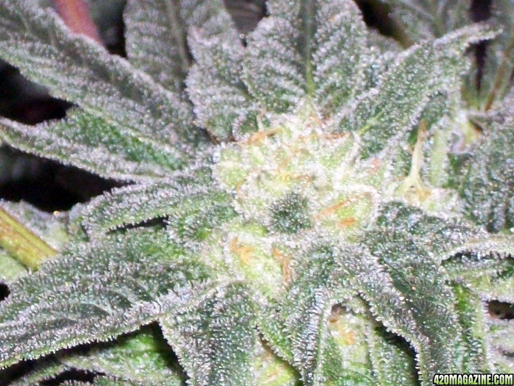 KingJohnC_s_Green_Sun_LED_Lights_Znet4_Aeroponic_Indoor_Grow_Journal_and_Review_2014-12-13_-_118.JPG