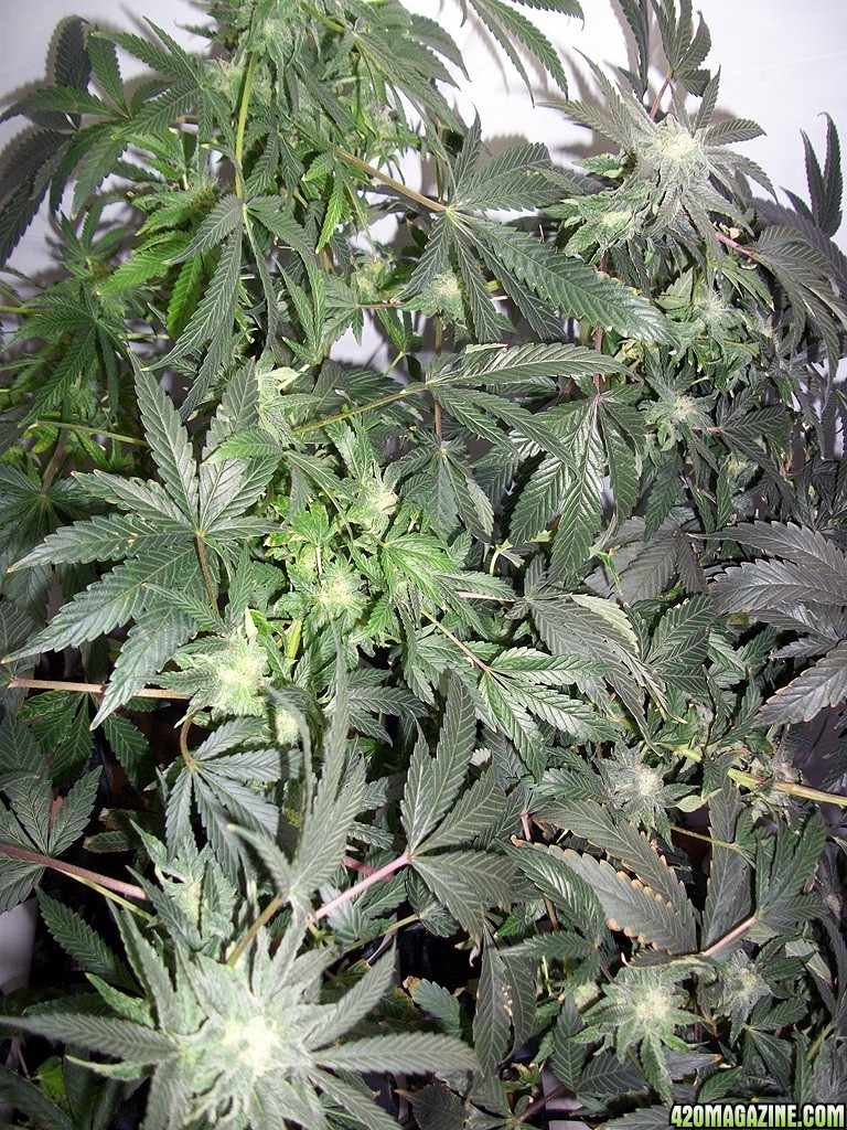 KingJohnC_s_Green_Sun_LED_Lights_Znet4_Aeroponic_Indoor_Grow_Journal_and_Review_2014-12-13_-_119.JPG