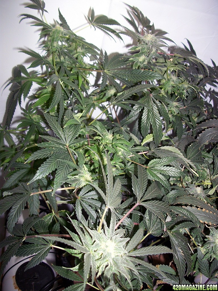 KingJohnC_s_Green_Sun_LED_Lights_Znet4_Aeroponic_Indoor_Grow_Journal_and_Review_2014-12-13_-_120.JPG