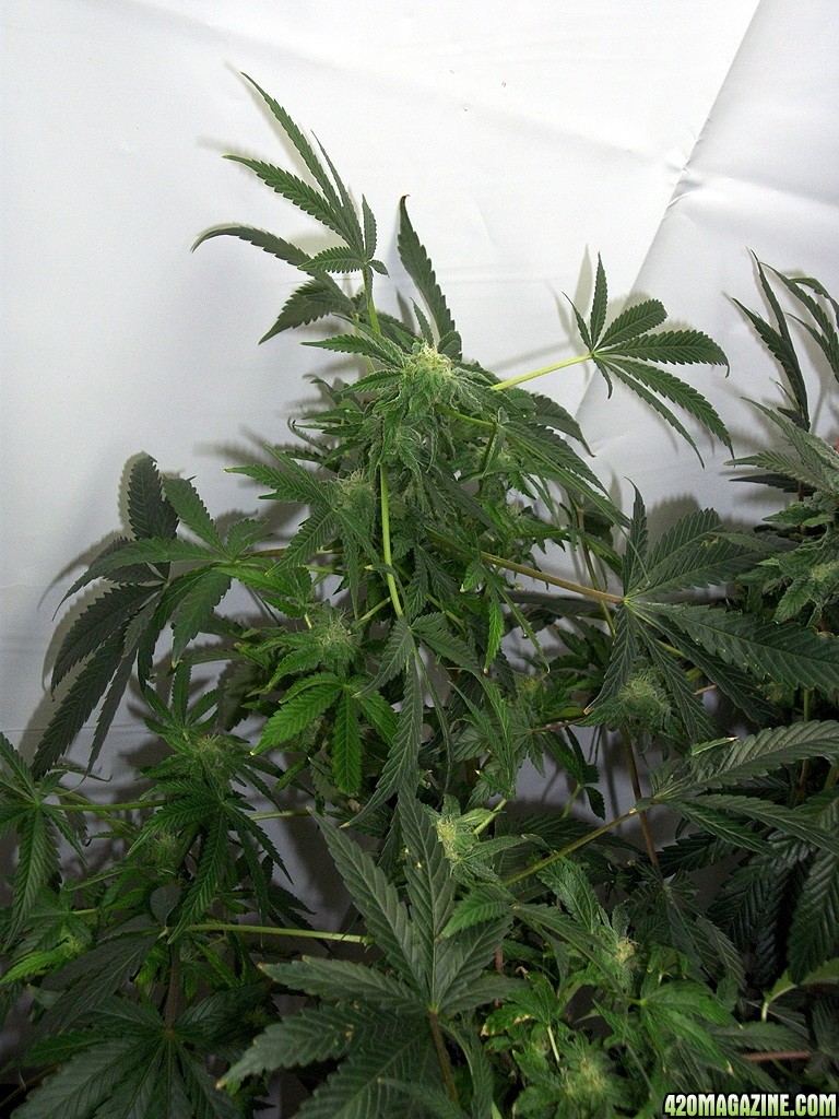 KingJohnC_s_Green_Sun_LED_Lights_Znet4_Aeroponic_Indoor_Grow_Journal_and_Review_2014-12-13_-_122.JPG
