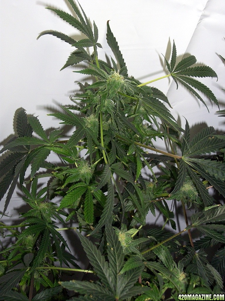 KingJohnC_s_Green_Sun_LED_Lights_Znet4_Aeroponic_Indoor_Grow_Journal_and_Review_2014-12-13_-_123.JPG
