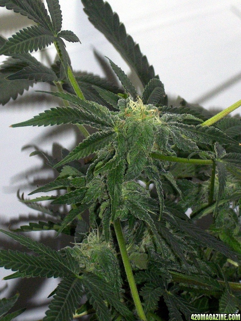 KingJohnC_s_Green_Sun_LED_Lights_Znet4_Aeroponic_Indoor_Grow_Journal_and_Review_2014-12-13_-_125.JPG