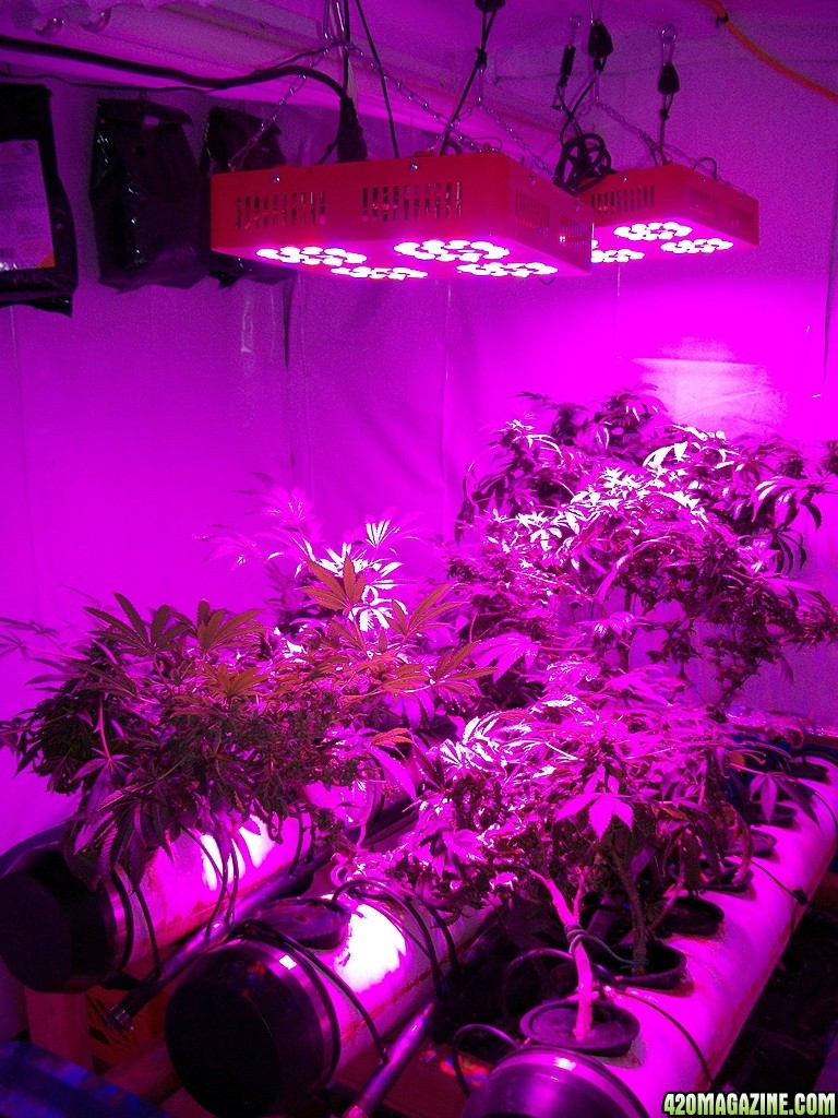 KingJohnC_s_Green_Sun_LED_Lights_Znet4_Aeroponic_Indoor_Grow_Journal_and_Review_2014-12-25_-_002.JPG