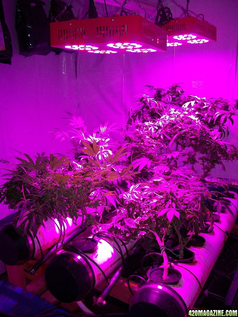KingJohnC_s_Green_Sun_LED_Lights_Znet4_Aeroponic_Indoor_Grow_Journal_and_Review_2014-12-25_-_003.JPG