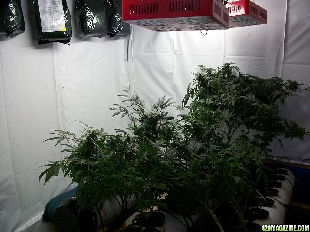 KingJohnC_s_Green_Sun_LED_Lights_Znet4_Aeroponic_Indoor_Grow_Journal_and_Review_2014-12-25_-_005.JPG