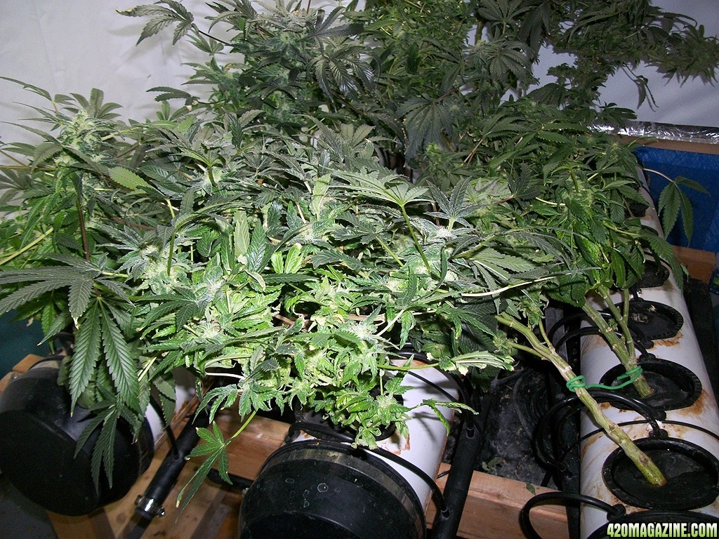 KingJohnC_s_Green_Sun_LED_Lights_Znet4_Aeroponic_Indoor_Grow_Journal_and_Review_2014-12-25_-_006.JPG
