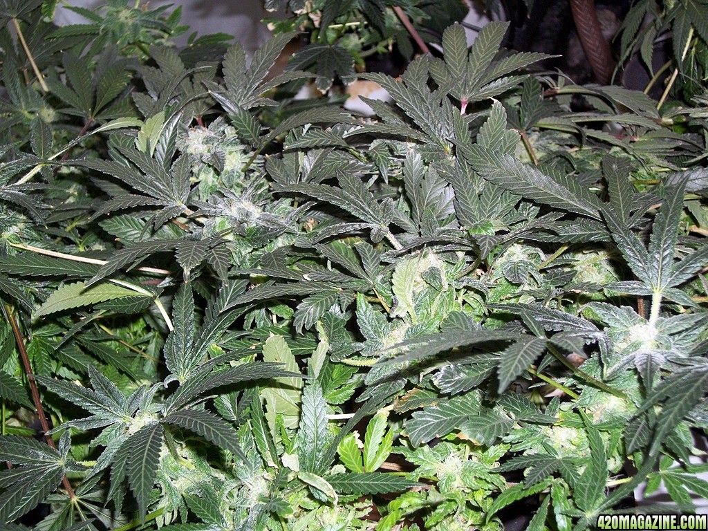 KingJohnC_s_Green_Sun_LED_Lights_Znet4_Aeroponic_Indoor_Grow_Journal_and_Review_2014-12-25_-_009.JPG