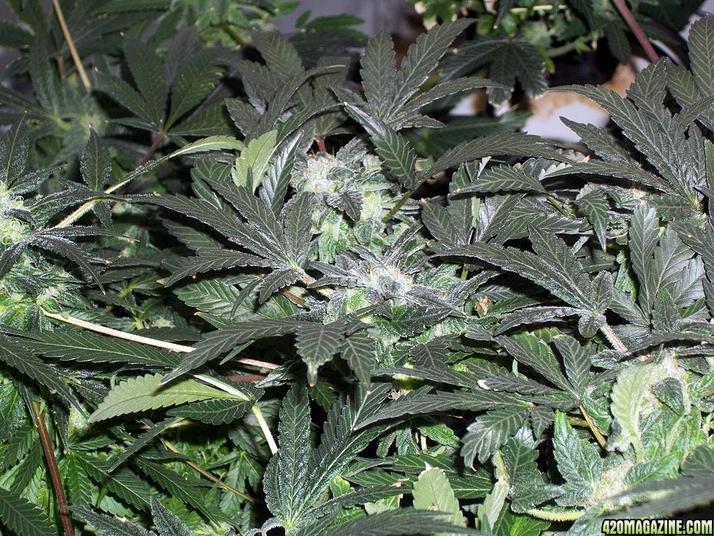 KingJohnC_s_Green_Sun_LED_Lights_Znet4_Aeroponic_Indoor_Grow_Journal_and_Review_2014-12-25_-_010.JPG