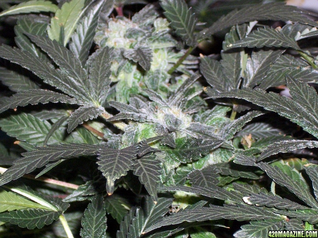 KingJohnC_s_Green_Sun_LED_Lights_Znet4_Aeroponic_Indoor_Grow_Journal_and_Review_2014-12-25_-_011.JPG