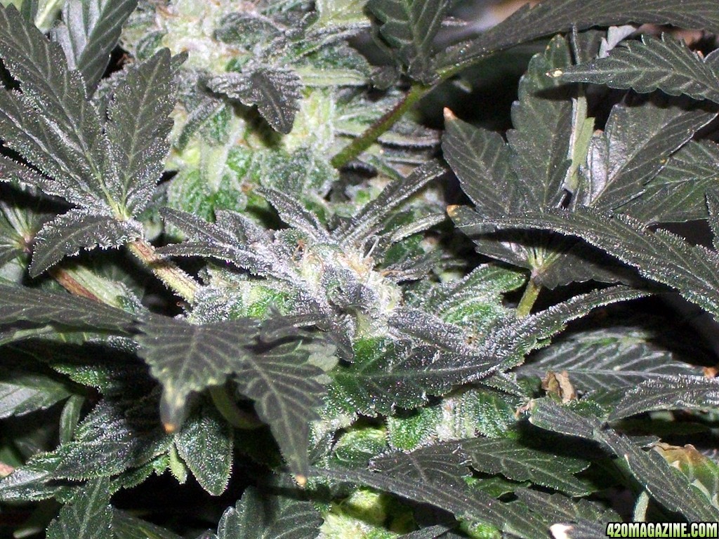 KingJohnC_s_Green_Sun_LED_Lights_Znet4_Aeroponic_Indoor_Grow_Journal_and_Review_2014-12-25_-_012.JPG