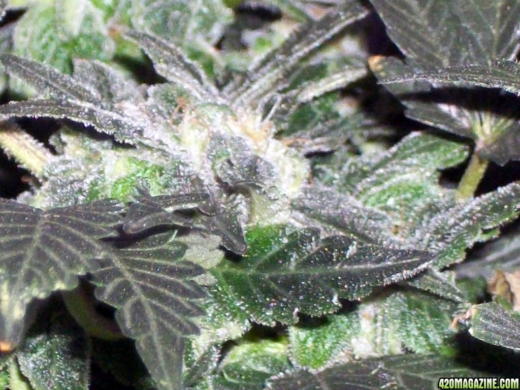 KingJohnC_s_Green_Sun_LED_Lights_Znet4_Aeroponic_Indoor_Grow_Journal_and_Review_2014-12-25_-_013.JPG