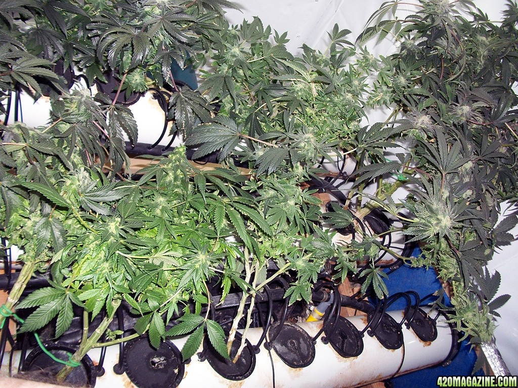 KingJohnC_s_Green_Sun_LED_Lights_Znet4_Aeroponic_Indoor_Grow_Journal_and_Review_2014-12-25_-_017.JPG