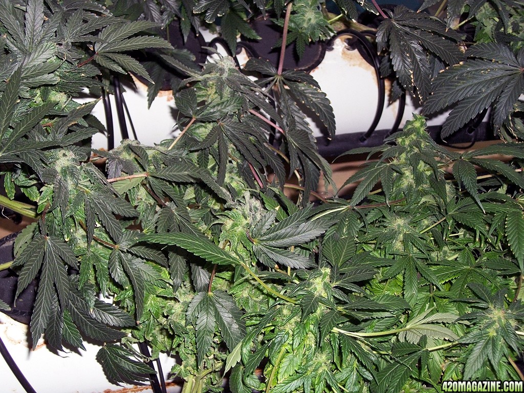 KingJohnC_s_Green_Sun_LED_Lights_Znet4_Aeroponic_Indoor_Grow_Journal_and_Review_2014-12-25_-_018.JPG