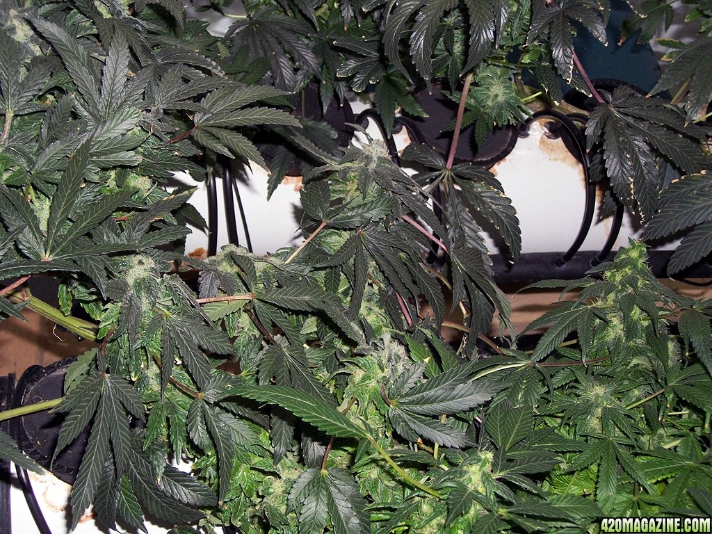 KingJohnC_s_Green_Sun_LED_Lights_Znet4_Aeroponic_Indoor_Grow_Journal_and_Review_2014-12-25_-_019.JPG