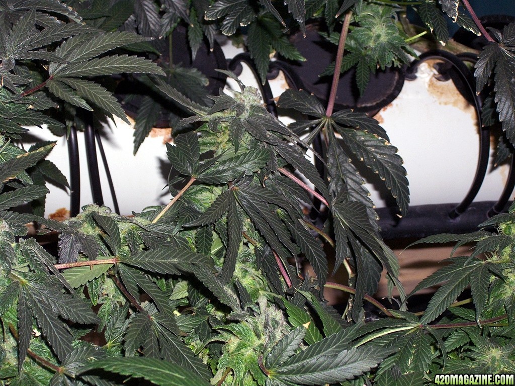 KingJohnC_s_Green_Sun_LED_Lights_Znet4_Aeroponic_Indoor_Grow_Journal_and_Review_2014-12-25_-_020.JPG