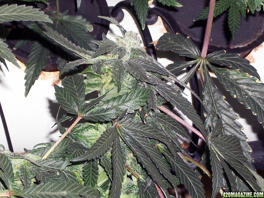 KingJohnC_s_Green_Sun_LED_Lights_Znet4_Aeroponic_Indoor_Grow_Journal_and_Review_2014-12-25_-_021.JPG