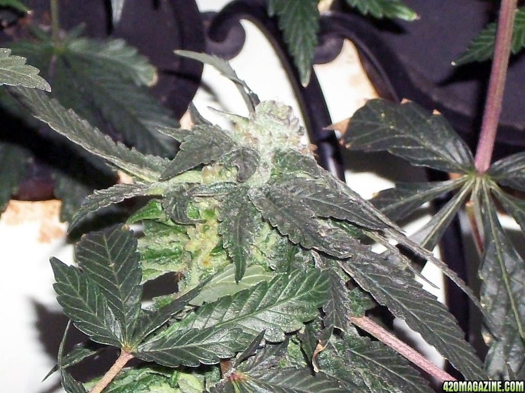 KingJohnC_s_Green_Sun_LED_Lights_Znet4_Aeroponic_Indoor_Grow_Journal_and_Review_2014-12-25_-_022.JPG
