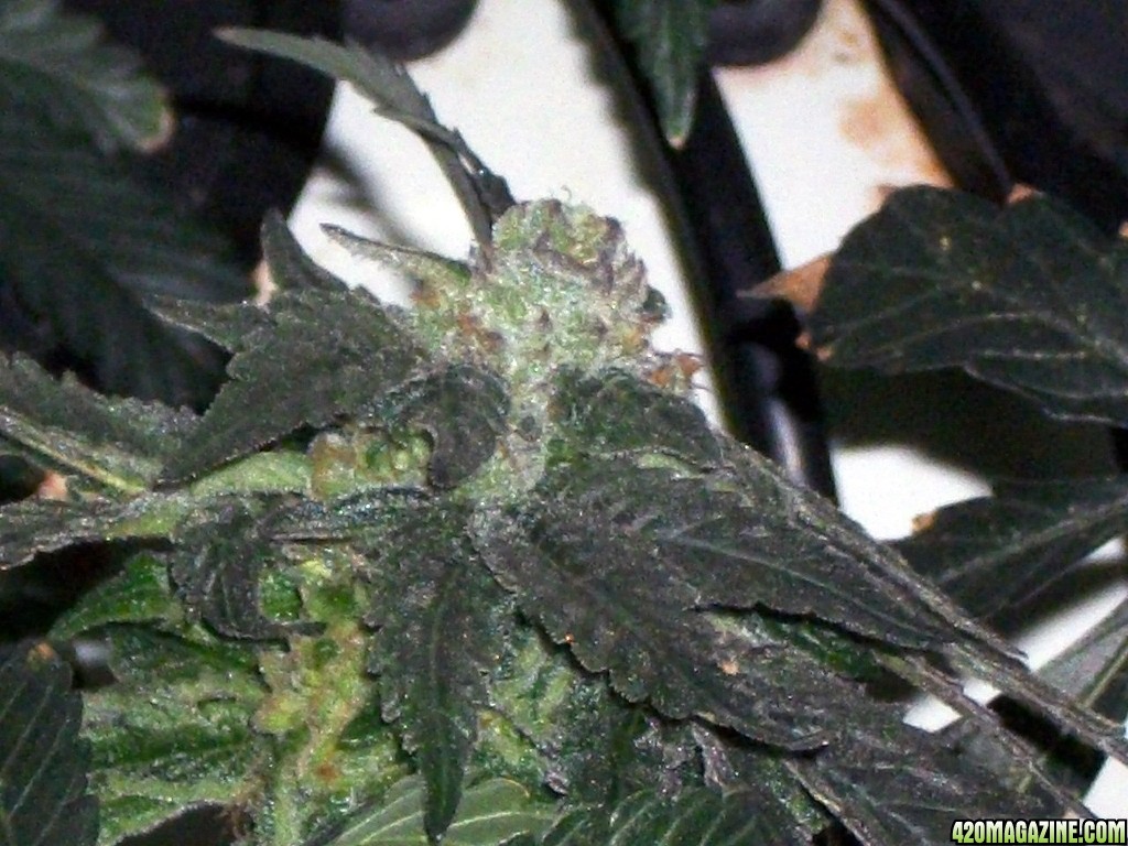 KingJohnC_s_Green_Sun_LED_Lights_Znet4_Aeroponic_Indoor_Grow_Journal_and_Review_2014-12-25_-_024.JPG