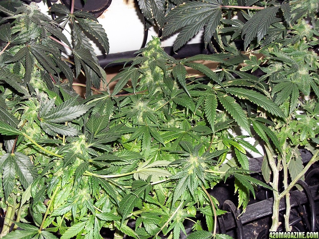 KingJohnC_s_Green_Sun_LED_Lights_Znet4_Aeroponic_Indoor_Grow_Journal_and_Review_2014-12-25_-_025.JPG