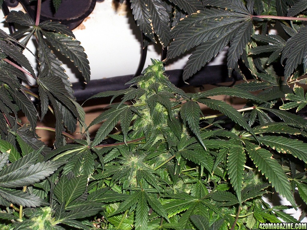 KingJohnC_s_Green_Sun_LED_Lights_Znet4_Aeroponic_Indoor_Grow_Journal_and_Review_2014-12-25_-_026.JPG
