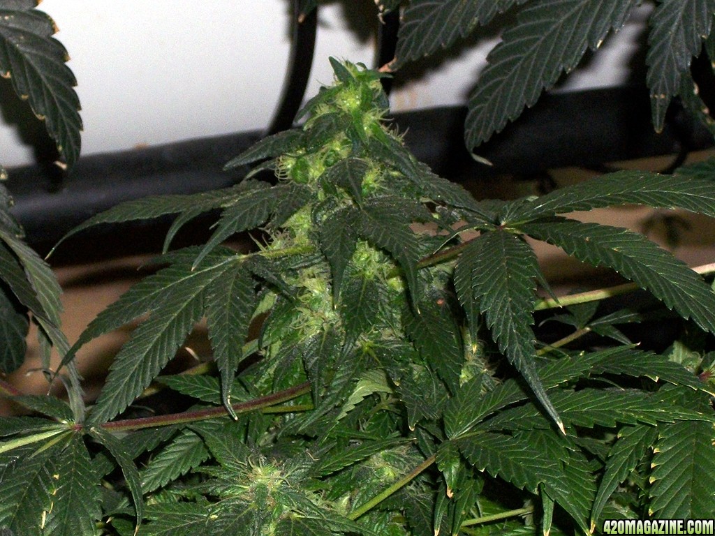 KingJohnC_s_Green_Sun_LED_Lights_Znet4_Aeroponic_Indoor_Grow_Journal_and_Review_2014-12-25_-_027.JPG