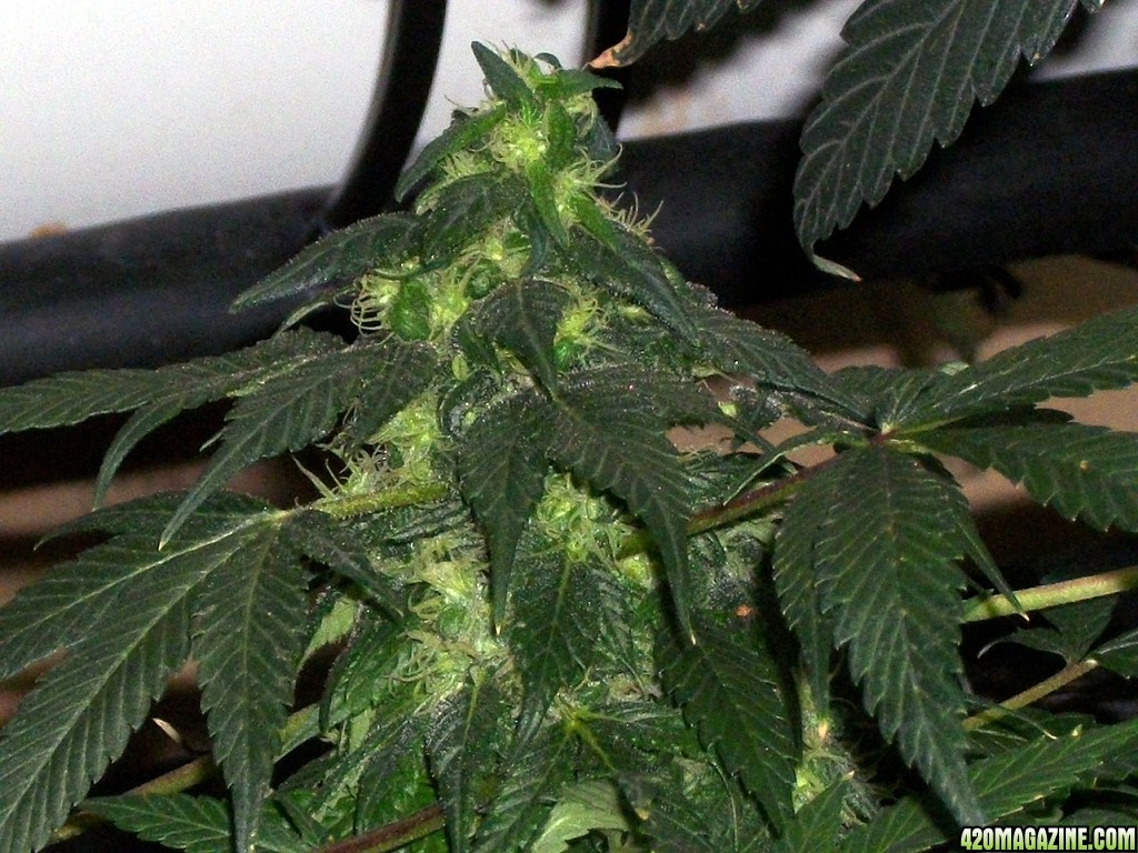 KingJohnC_s_Green_Sun_LED_Lights_Znet4_Aeroponic_Indoor_Grow_Journal_and_Review_2014-12-25_-_028.JPG