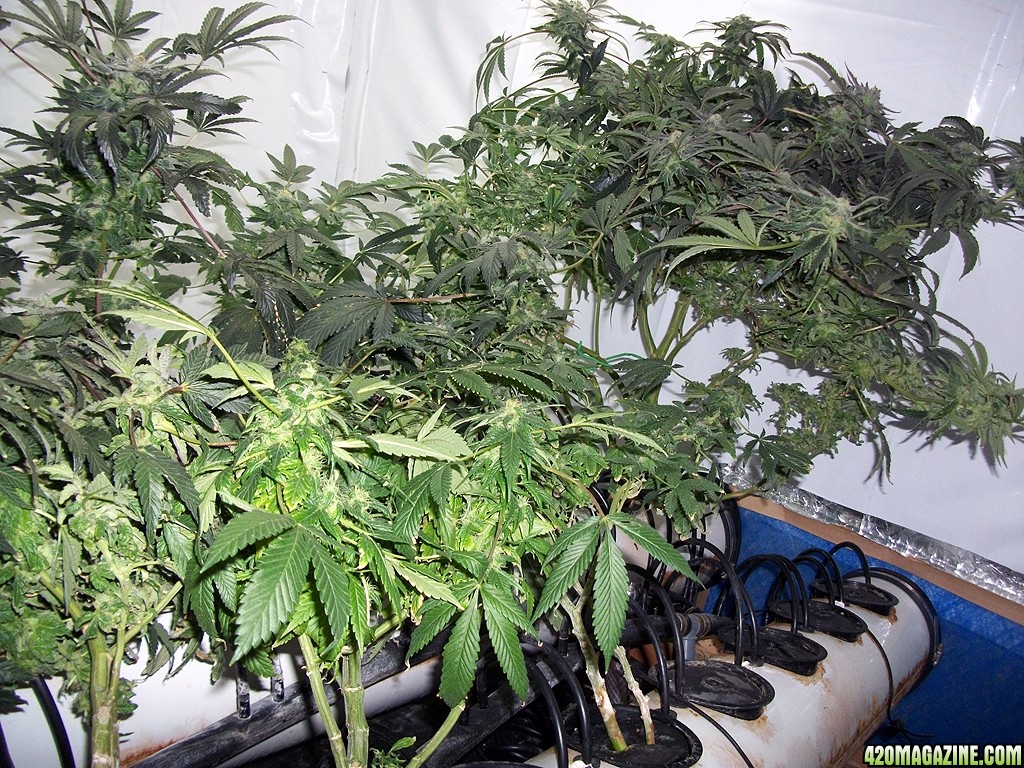 KingJohnC_s_Green_Sun_LED_Lights_Znet4_Aeroponic_Indoor_Grow_Journal_and_Review_2014-12-25_-_029.JPG