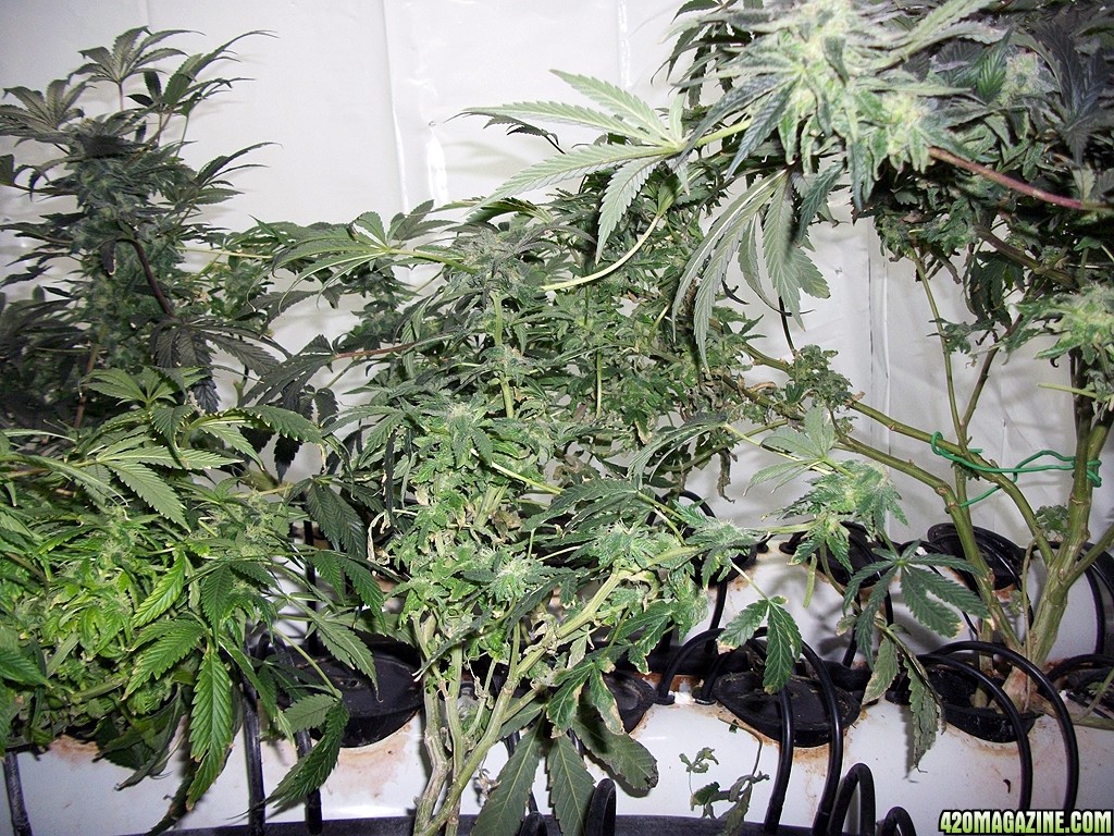KingJohnC_s_Green_Sun_LED_Lights_Znet4_Aeroponic_Indoor_Grow_Journal_and_Review_2014-12-25_-_030.JPG